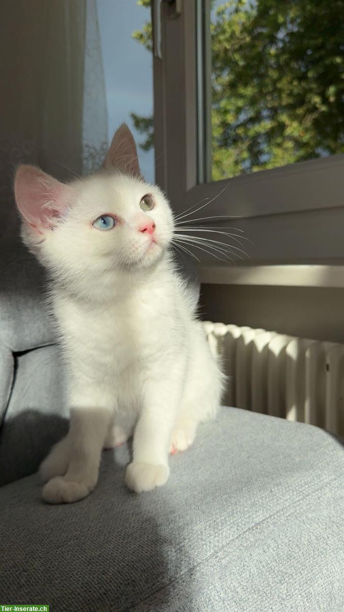 BKH Kitten Kater | 2 verschiedene Augenfarbe