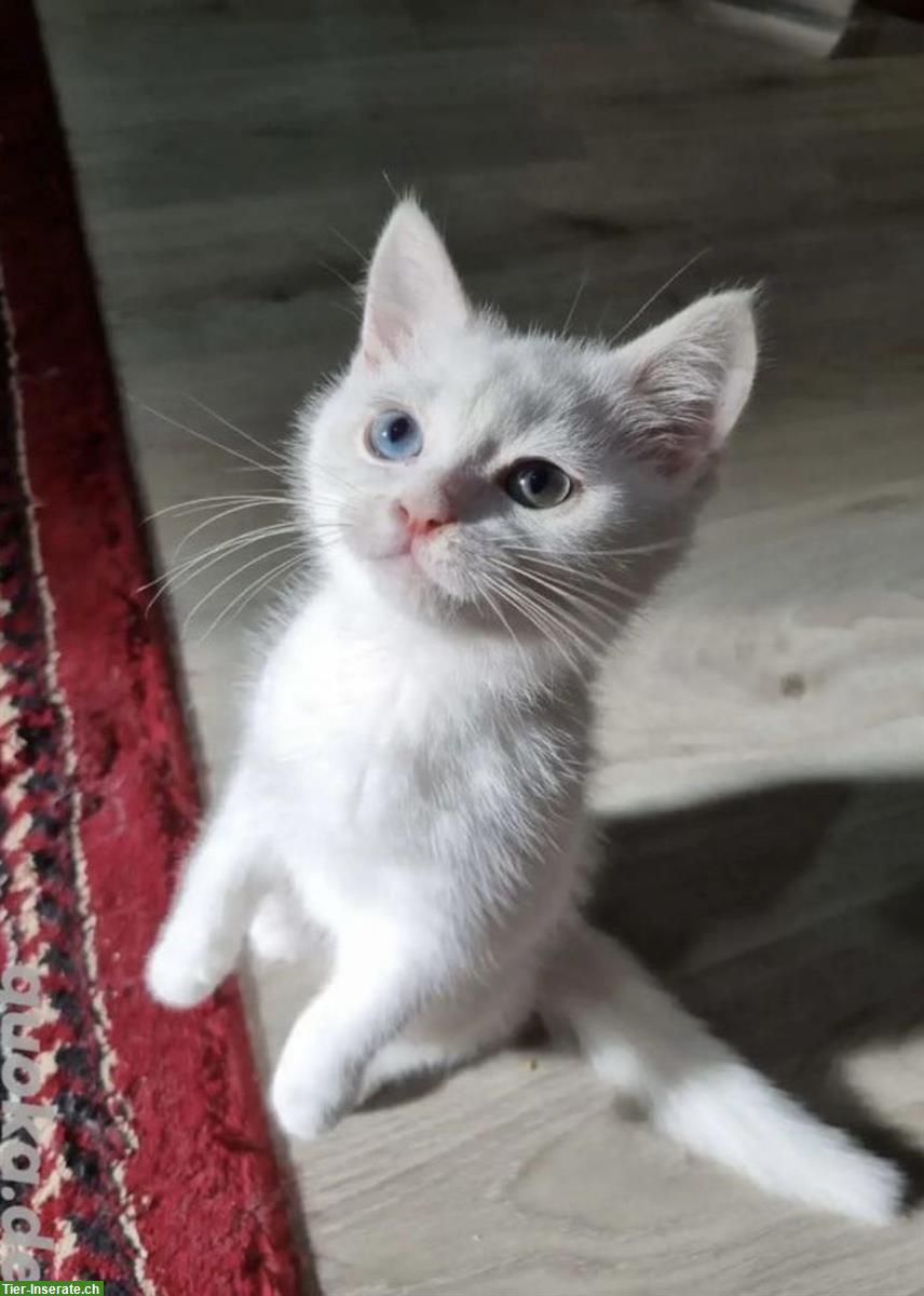 Bild 2: BKH Kitten Kater | 2 verschiedene Augenfarbe