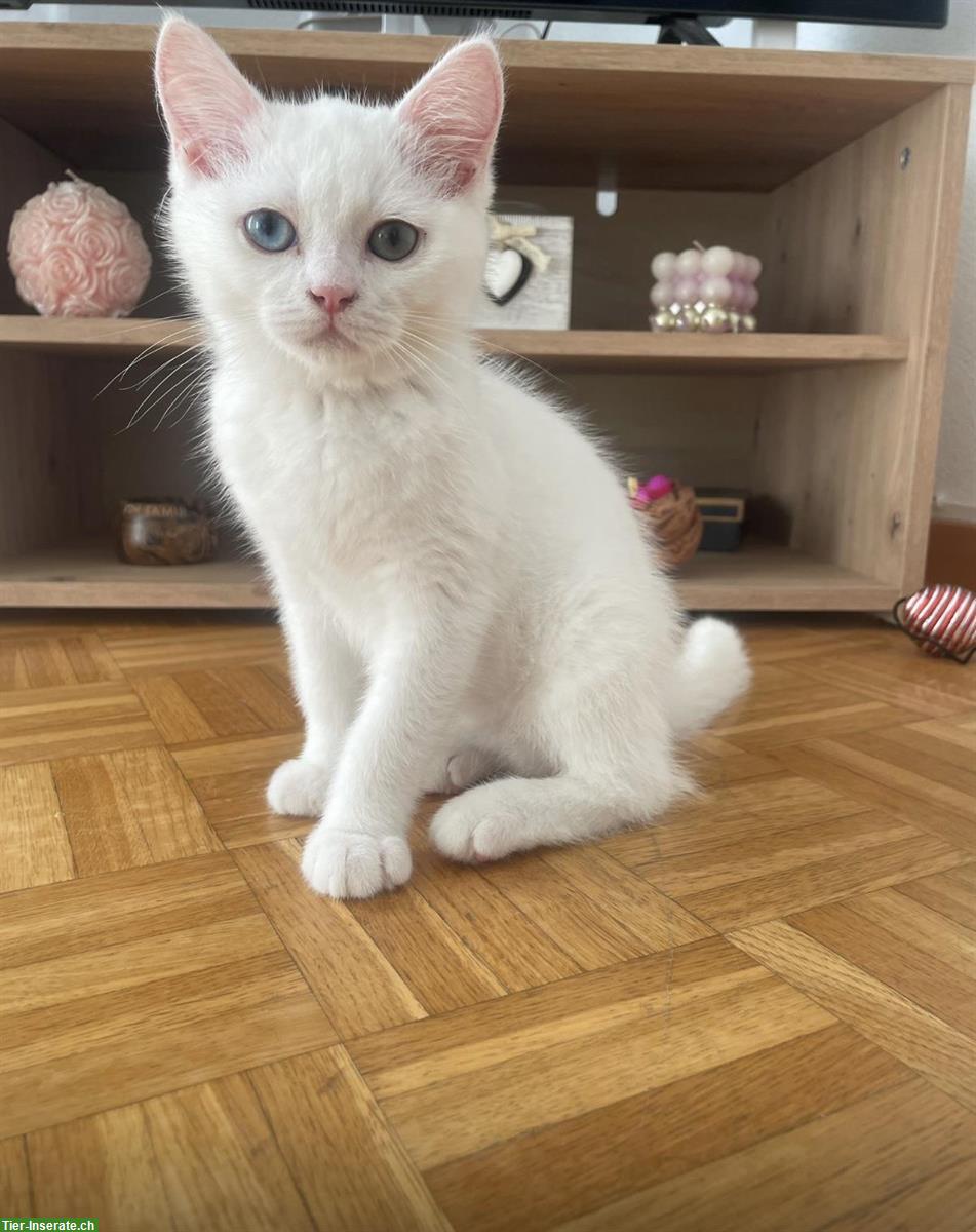 Bild 3: BKH Kitten Kater | 2 verschiedene Augenfarbe