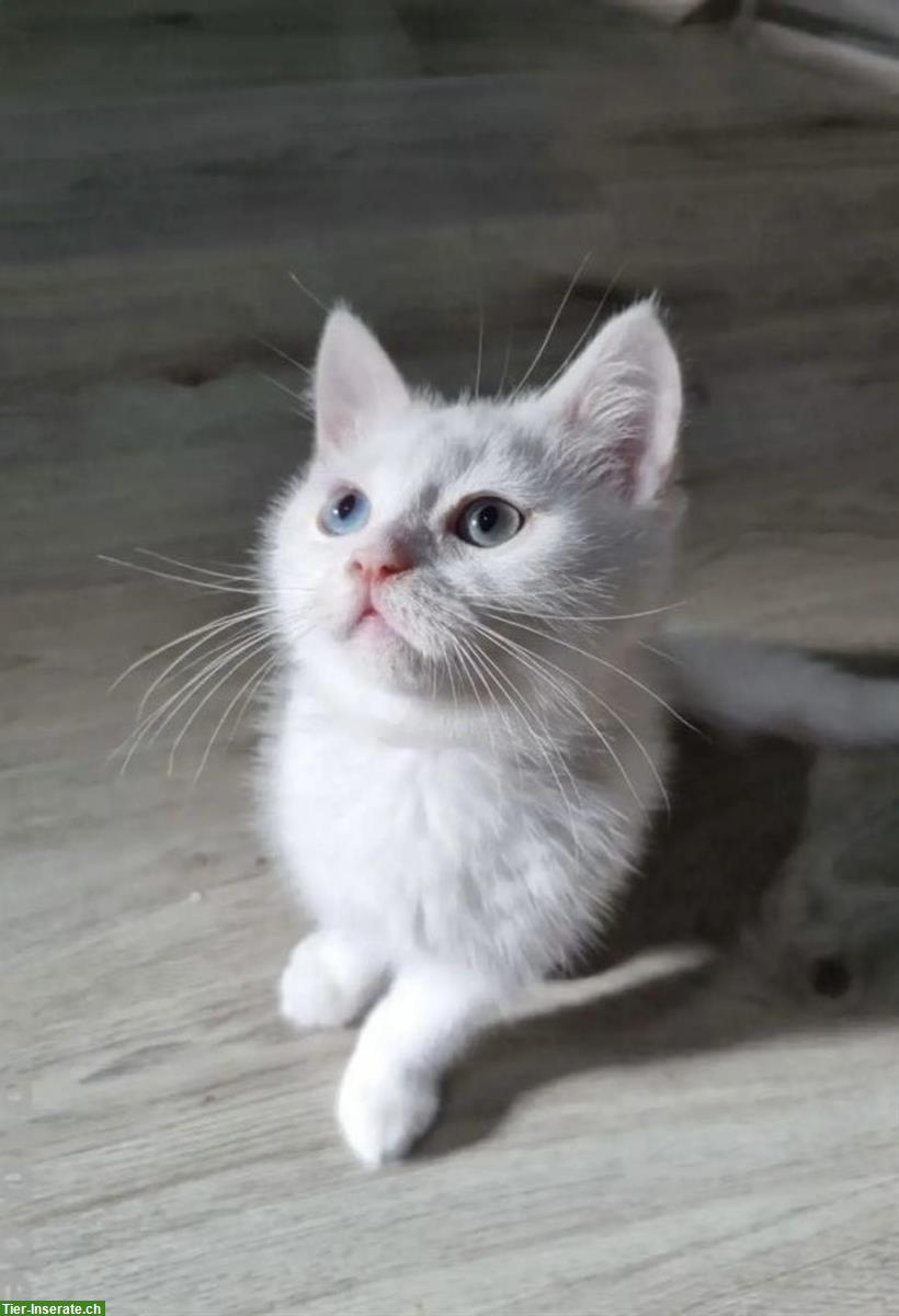 Bild 4: BKH Kitten Kater | 2 verschiedene Augenfarbe