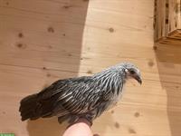 Holländer Zwerg Hühner silber-wachtelfarbig