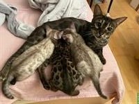Schweizer Bengal Kitten, Nähe Zürich
