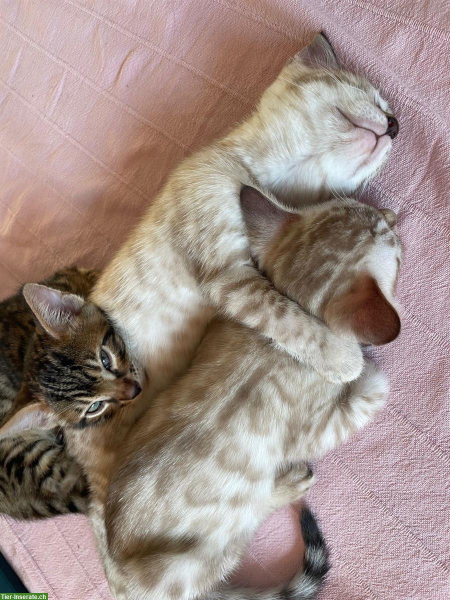 Bild 2: Schweizer Bengal Kitten, Nähe Zürich