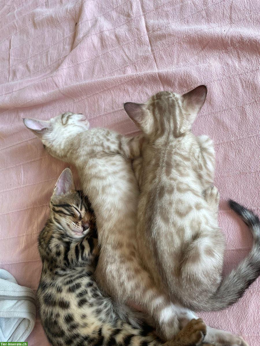 Bild 3: Schweizer Bengal Kitten, Nähe Zürich