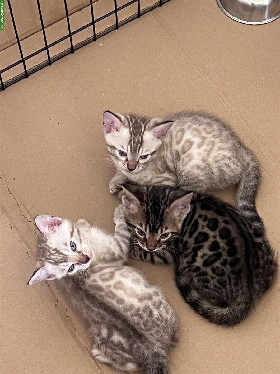 Bild 4: Schweizer Bengal Kitten, Nähe Zürich
