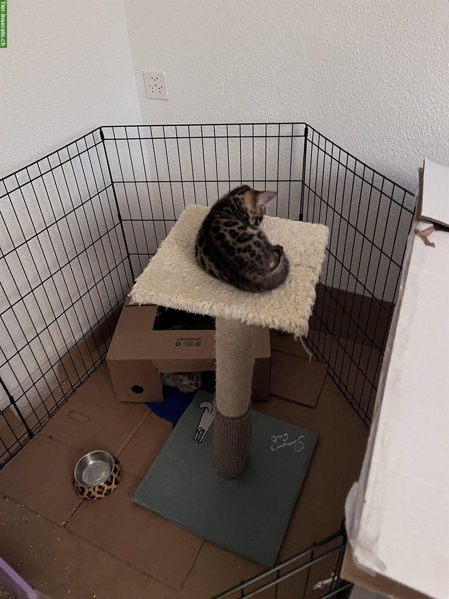 Bild 6: Schweizer Bengal Kitten, Nähe Zürich