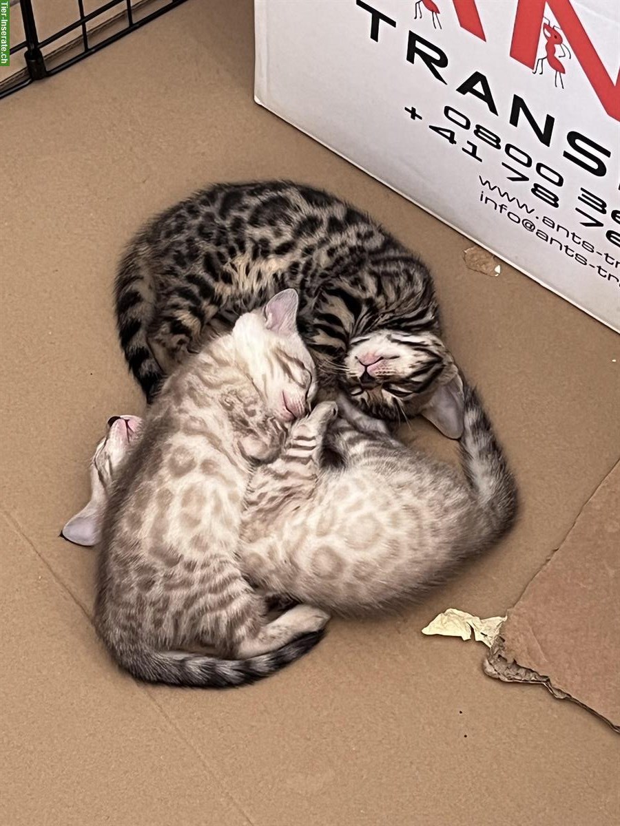 Bild 8: Schweizer Bengal Kitten, Nähe Zürich