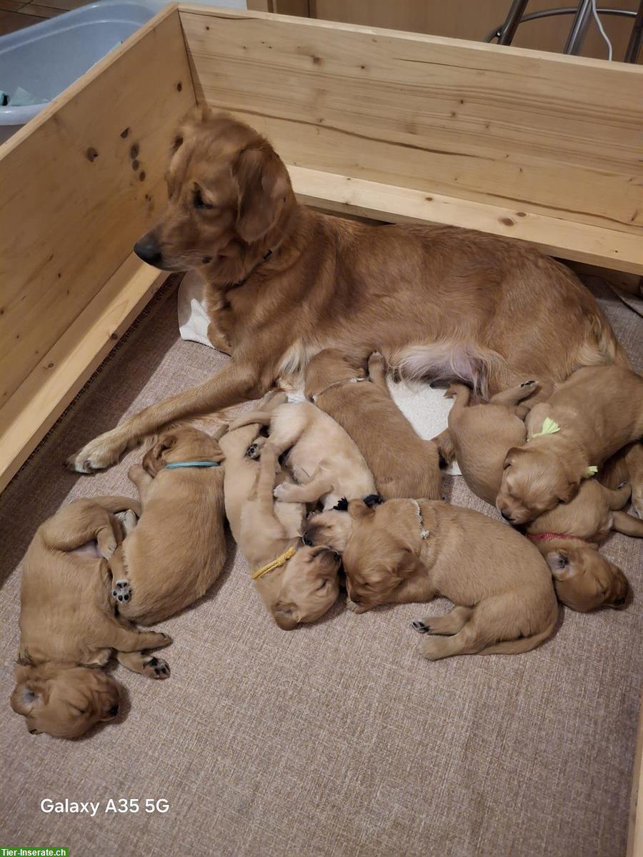 Dark Golden Retriever Welpen zu verkaufen