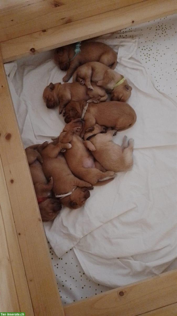 Bild 2: Dark Golden Retriever Welpen zu verkaufen
