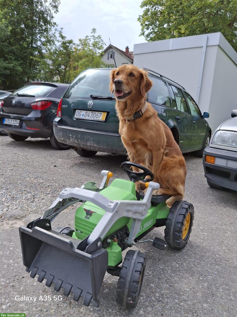 Bild 3: Dark Golden Retriever Welpen zu verkaufen