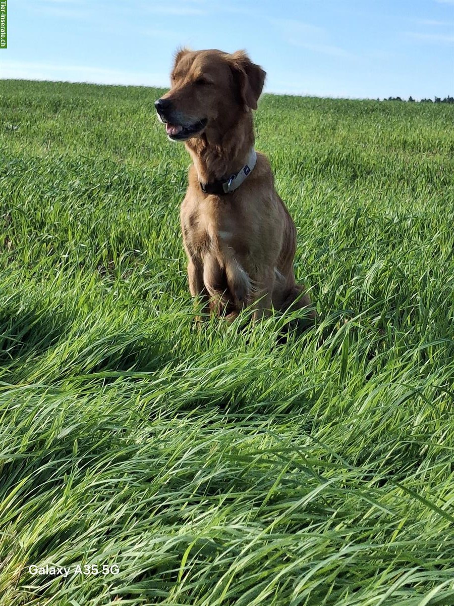 Bild 6: Dark Golden Retriever Welpen zu verkaufen