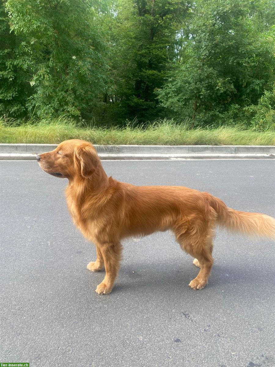 Bild 7: Dark Golden Retriever Welpen zu verkaufen