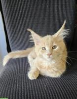 Süsses Maine Coon Katerchen zu verkaufen