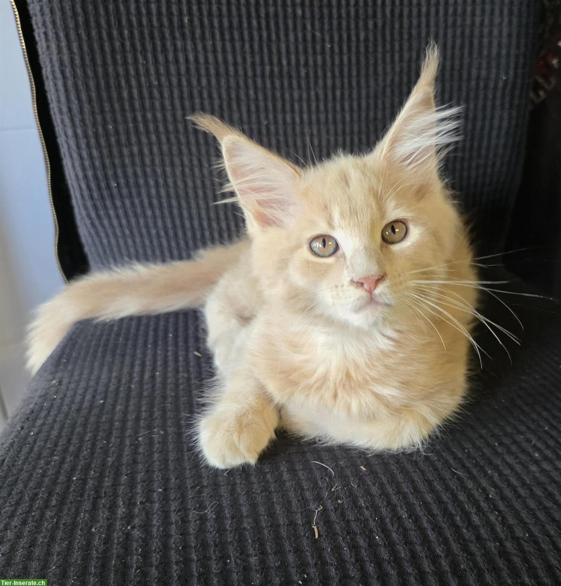 Bild 2: Süsses Maine Coon Katerchen zu verkaufen