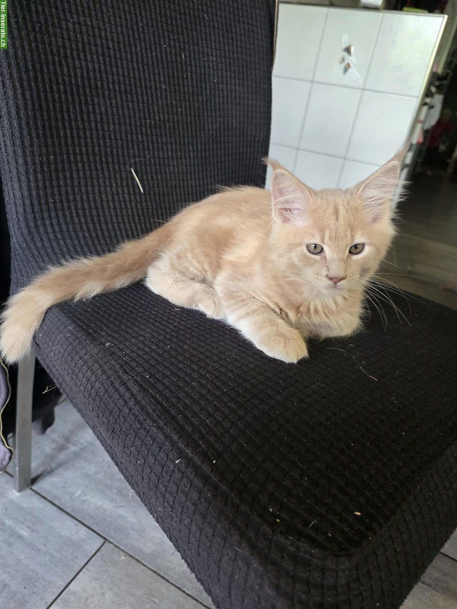 Bild 3: Süsses Maine Coon Katerchen zu verkaufen