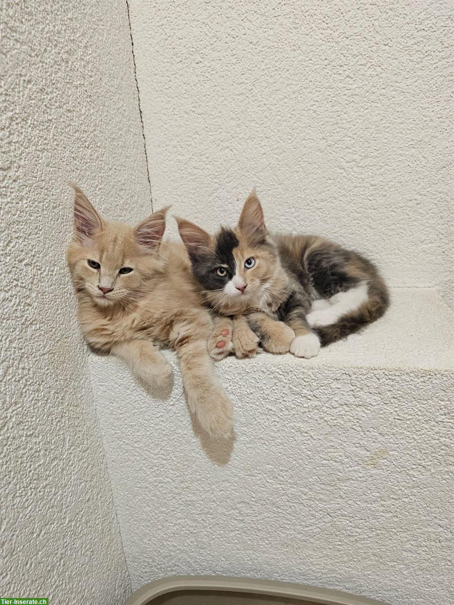 Bild 4: Süsses Maine Coon Katerchen zu verkaufen