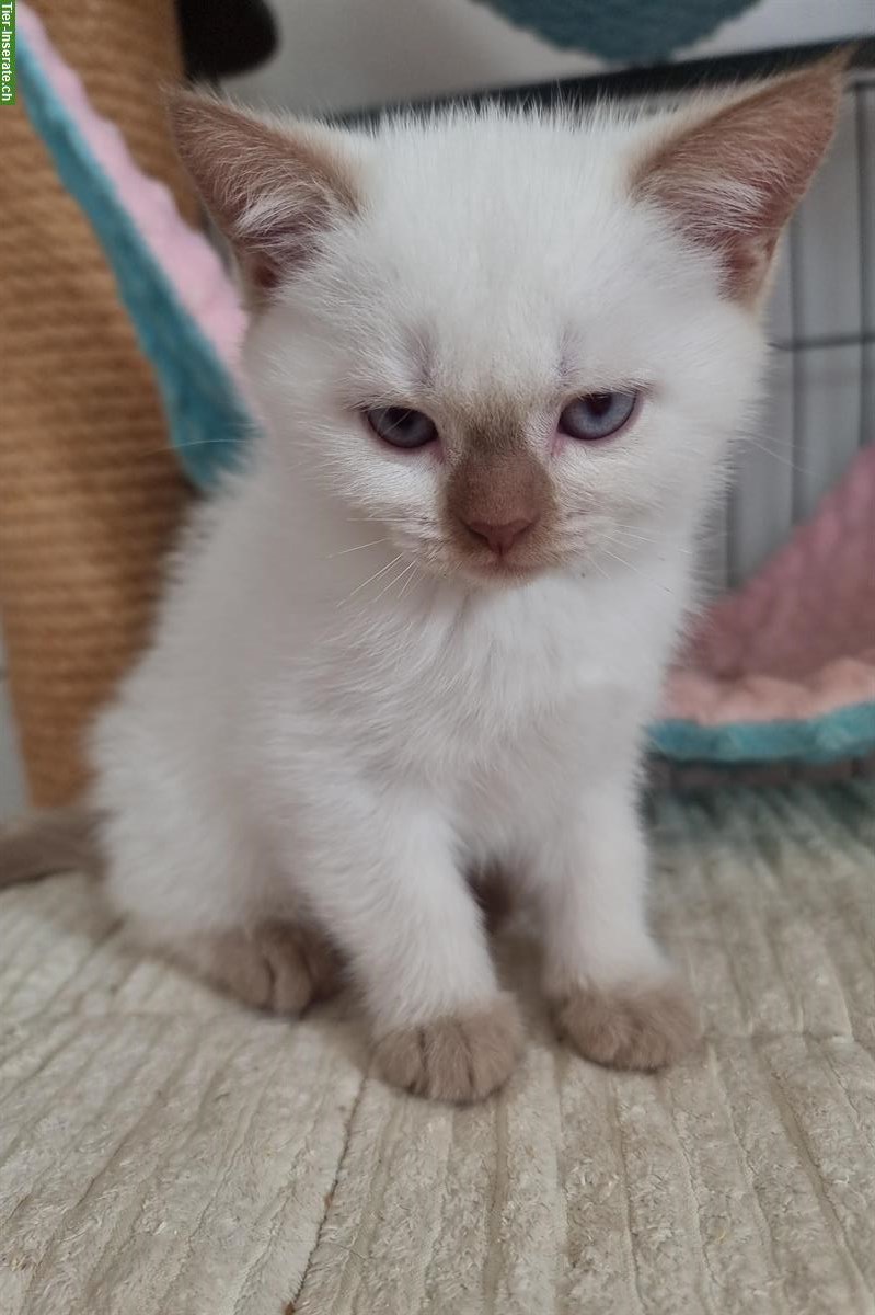 Kleine Britisch Kurzhaar Kitten mit Stammbaum