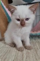 Kleine Britisch Kurzhaar Kitten mit Stammbaum