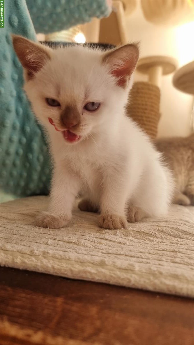 Bild 2: Kleine Britisch Kurzhaar Kitten mit Stammbaum