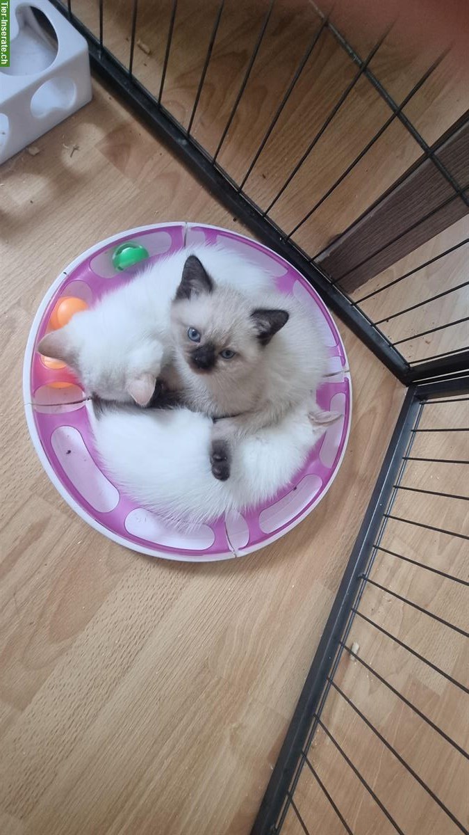 Bild 3: Kleine Britisch Kurzhaar Kitten mit Stammbaum