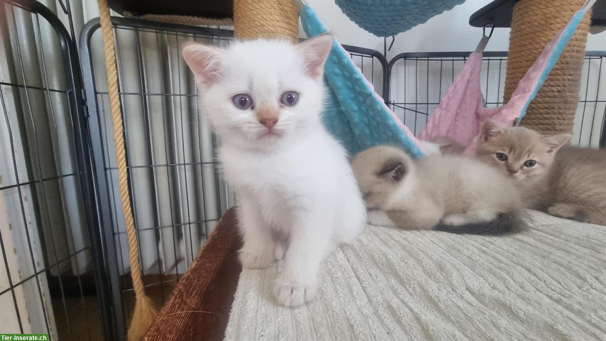 Bild 4: Kleine Britisch Kurzhaar Kitten mit Stammbaum