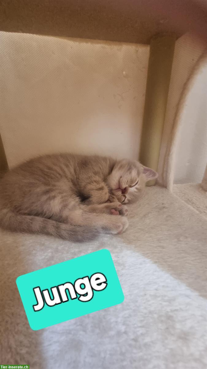 Bild 5: Kleine Britisch Kurzhaar Kitten mit Stammbaum