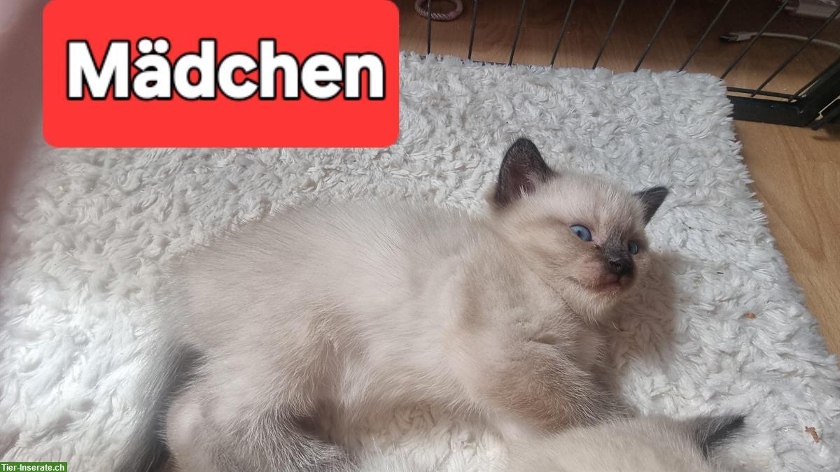 Bild 6: Kleine Britisch Kurzhaar Kitten mit Stammbaum