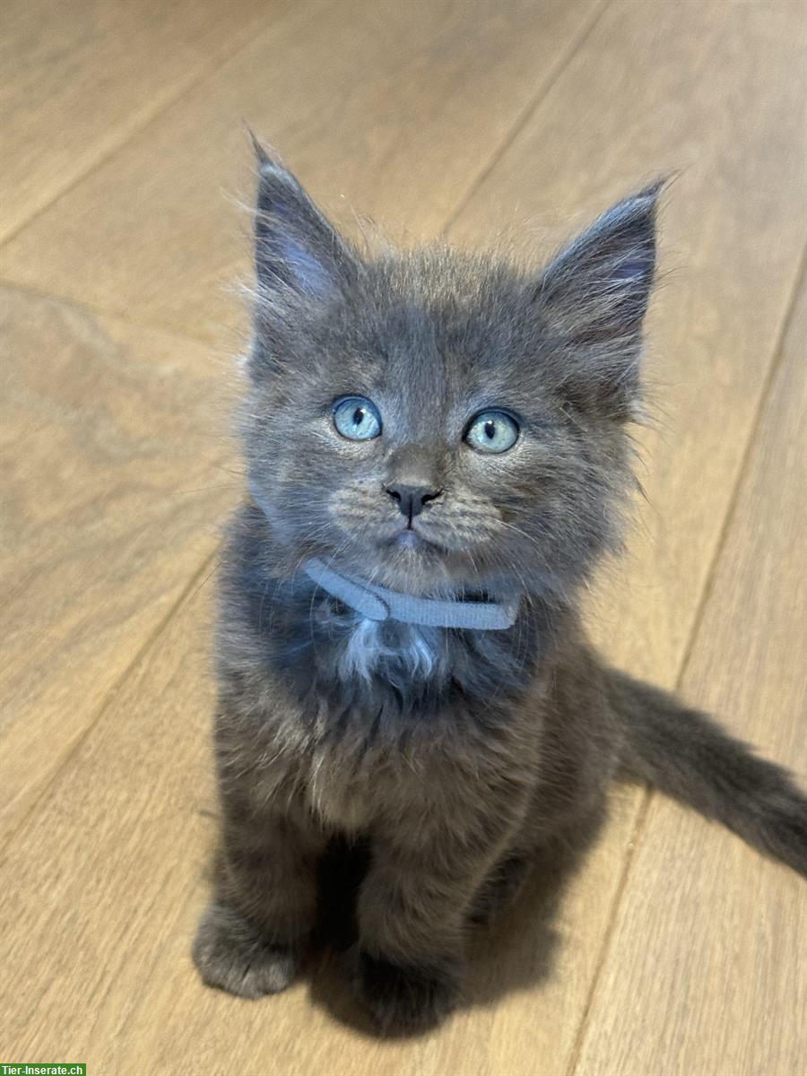 Maine Coon Mix Kitten suchen liebevolles neues Zuhause