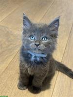 Maine Coon Mix Kitten suchen liebevolles neues Zuhause