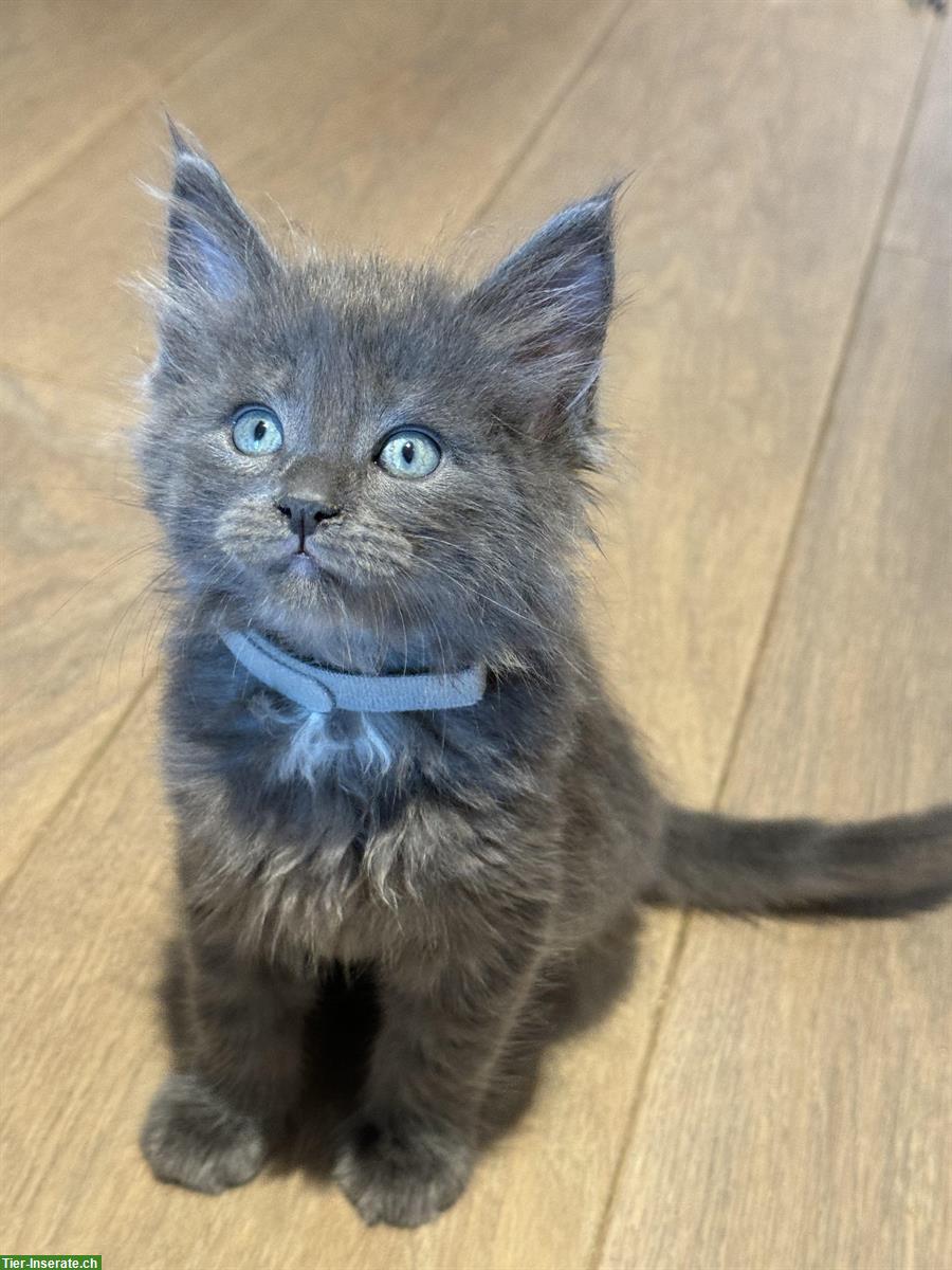 Bild 2: Maine Coon Mix Kitten suchen liebevolles neues Zuhause