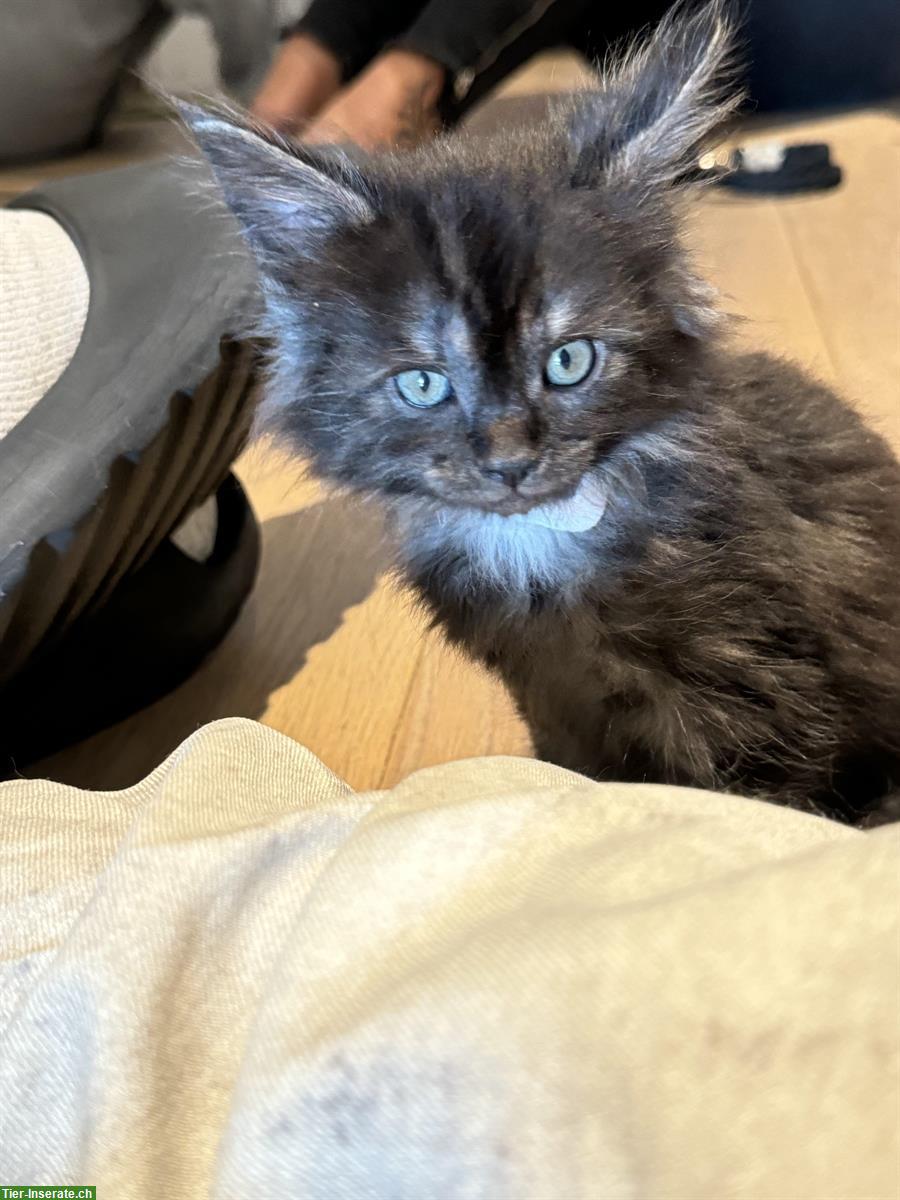 Bild 3: Maine Coon Mix Kitten suchen liebevolles neues Zuhause
