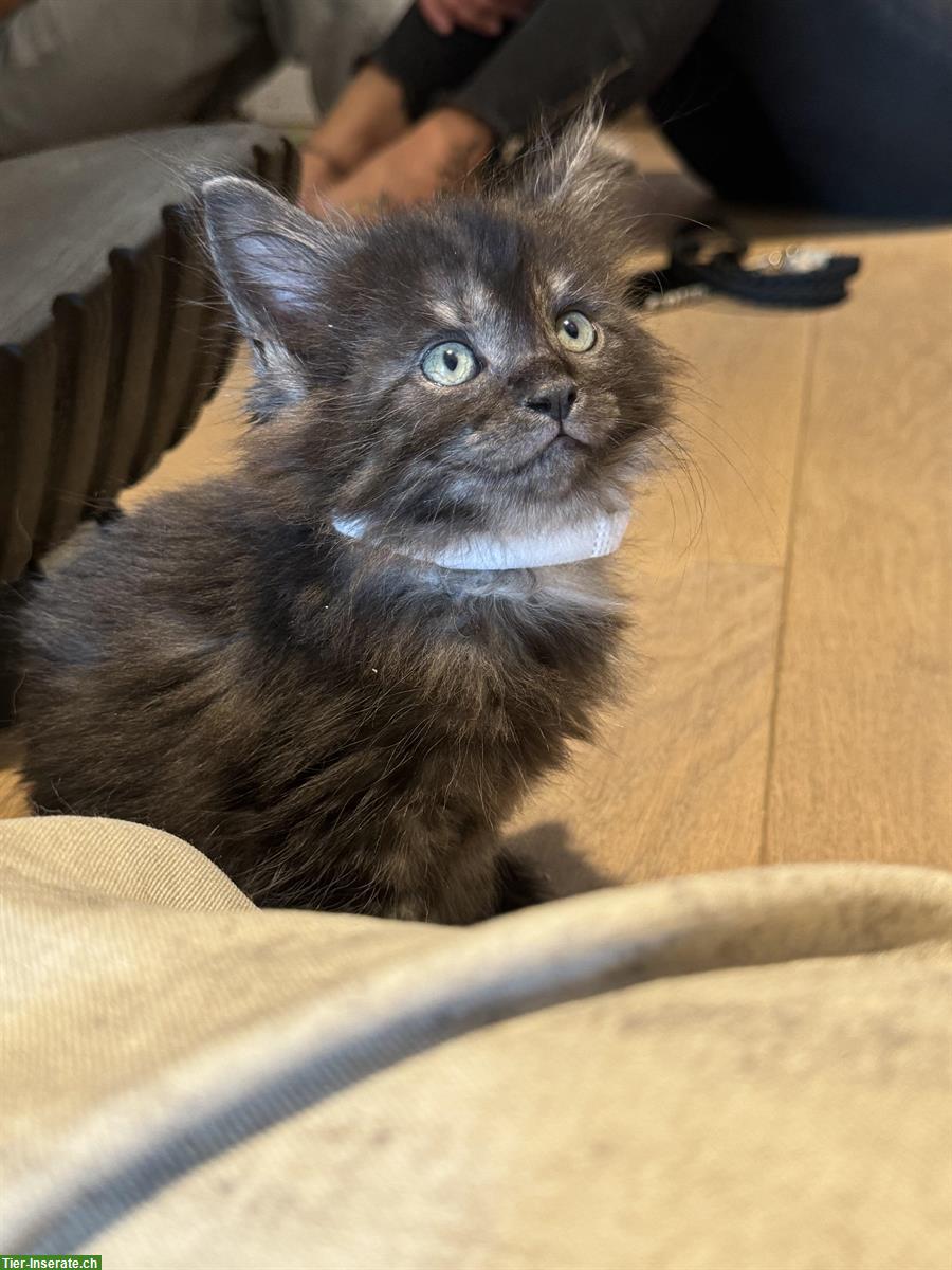 Bild 4: Maine Coon Mix Kitten suchen liebevolles neues Zuhause