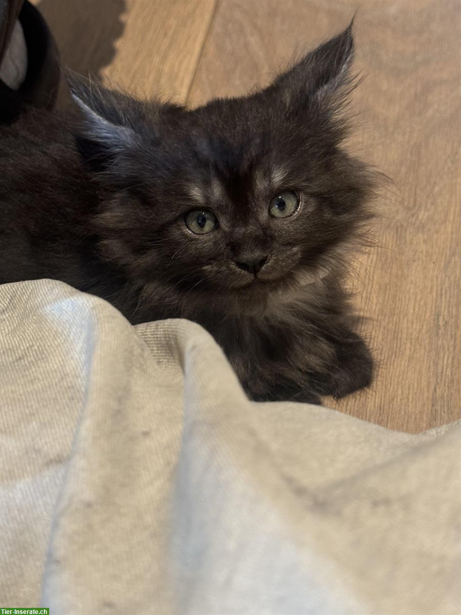 Bild 6: Maine Coon Mix Kitten suchen liebevolles neues Zuhause