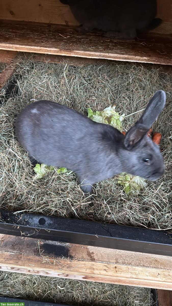 2 Blaue Wiener Kaninchen abzugeben