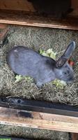 2 Blaue Wiener Kaninchen abzugeben