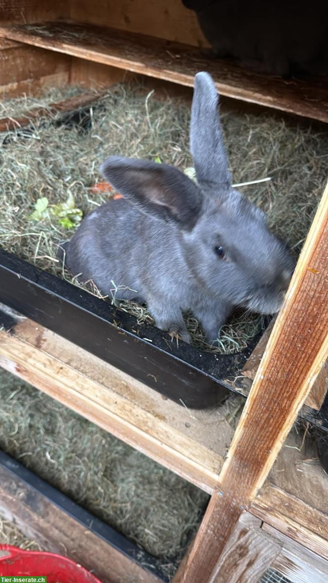 Bild 3: 2 Blaue Wiener Kaninchen abzugeben