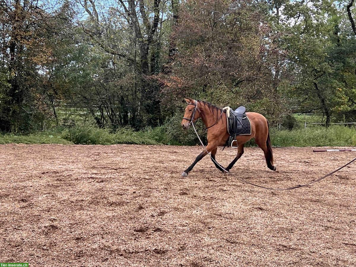 Bild 6: Pura-Raza-Española Stute, 4-jährig, ruhig und menschenbezogen