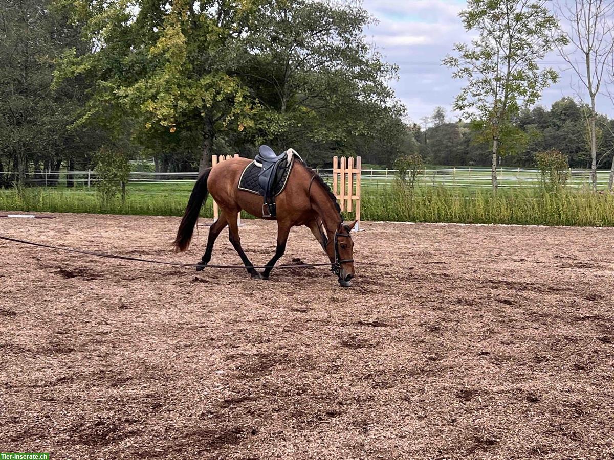 Bild 7: Pura-Raza-Española Stute, 4-jährig, ruhig und menschenbezogen