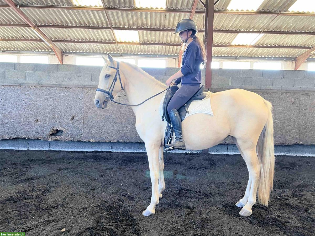 Palomino PRE Stute, 3-jährig, eingeritten