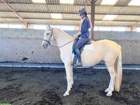 Palomino PRE Stute, 3-jährig, eingeritten