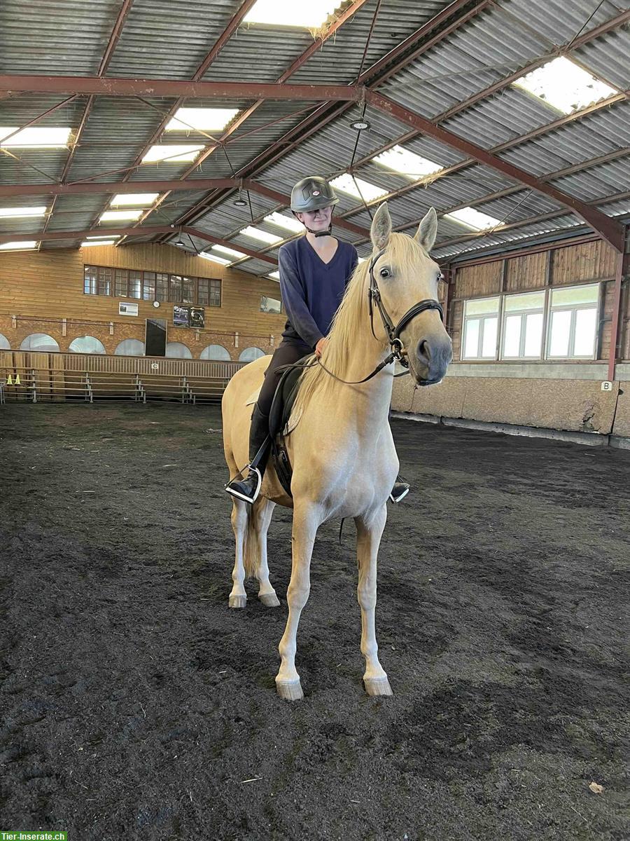 Bild 5: Palomino PRE Stute, 4-jährig, eingeritten