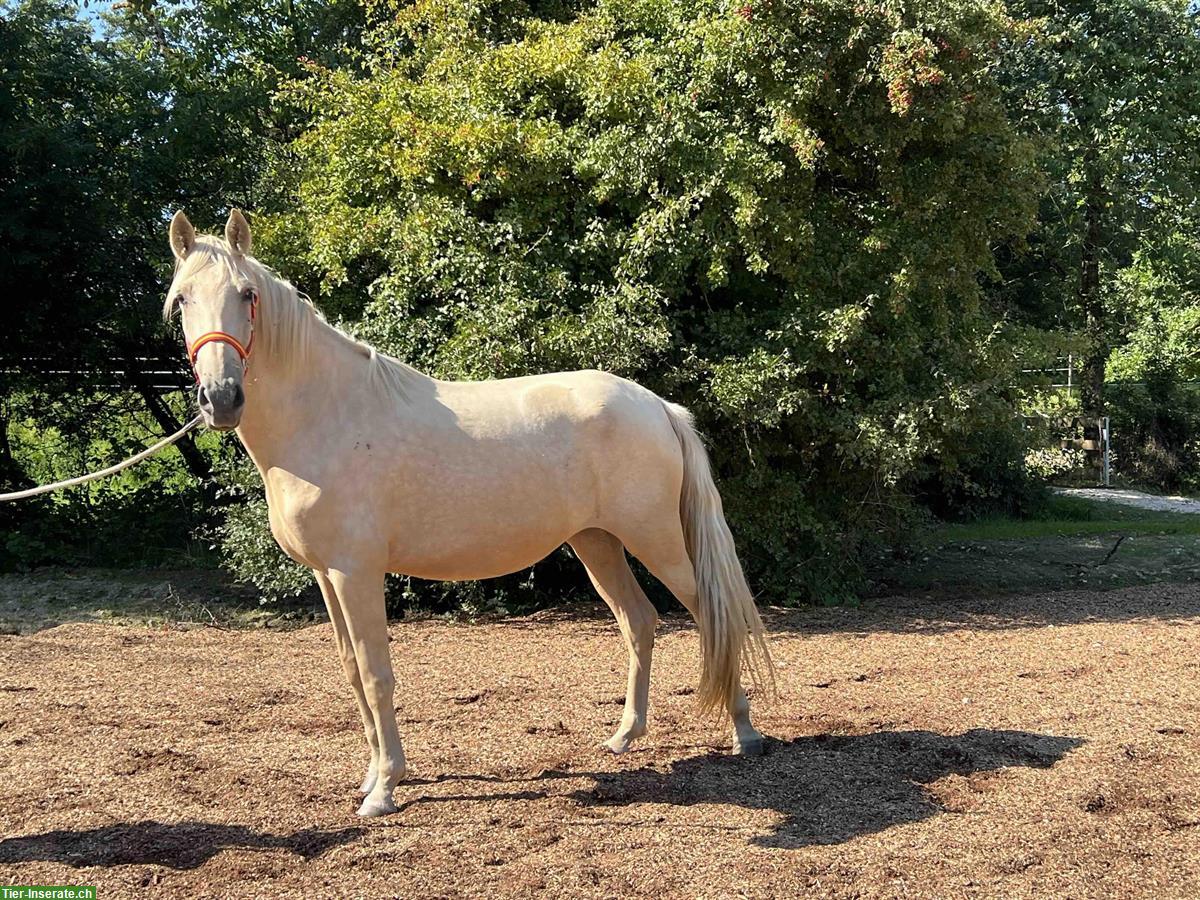 Bild 6: Palomino PRE Stute, 4-jährig, eingeritten