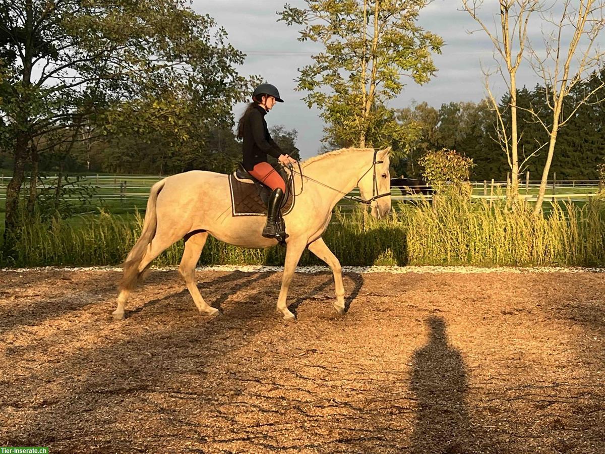Bild 7: Palomino PRE Stute, 4-jährig, eingeritten