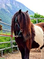 Shetlandpony, 8 Jahre, Rappschecke Wallach aus CH-Zucht