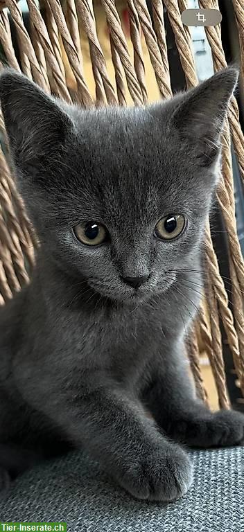 Britisch Kurzhaar x Russisch Blau Mix-Kitten, männlich