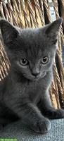 Britisch Kurzhaar x Russisch Blau Mix-Kitten, männlich
