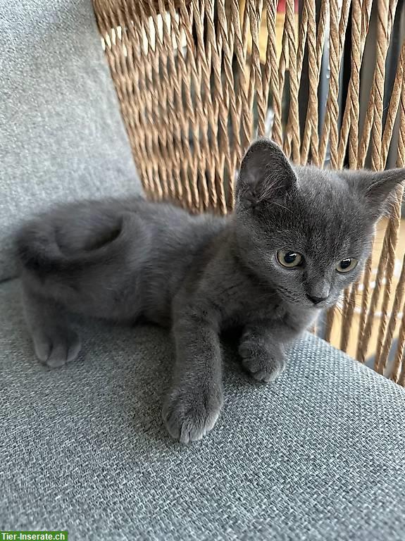 Bild 2: Britisch Kurzhaar x Russisch Blau Mix-Kitten, männlich