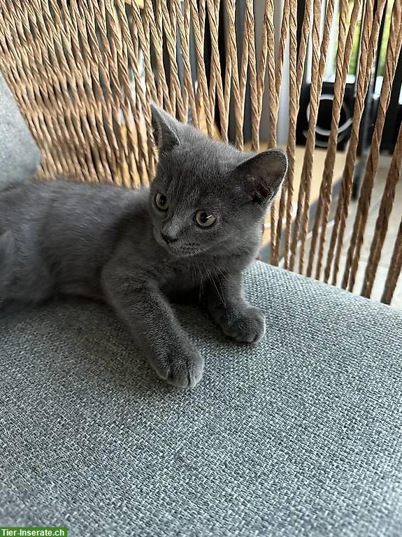 Bild 3: Britisch Kurzhaar x Russisch Blau Mix-Kitten, männlich