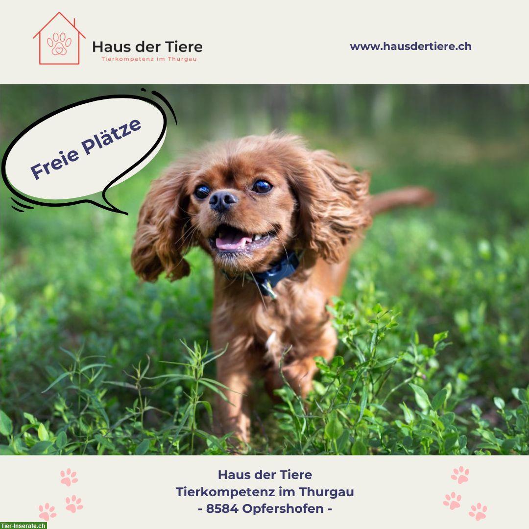 Unsere Hundebetreuung im «Haus der Tiere» hat Plätze frei