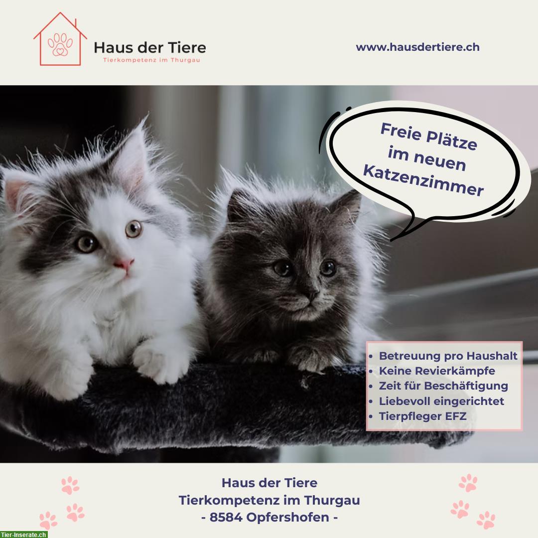Ferien fürs Büsi 🐱 Betreuung im «Haus der Tiere»